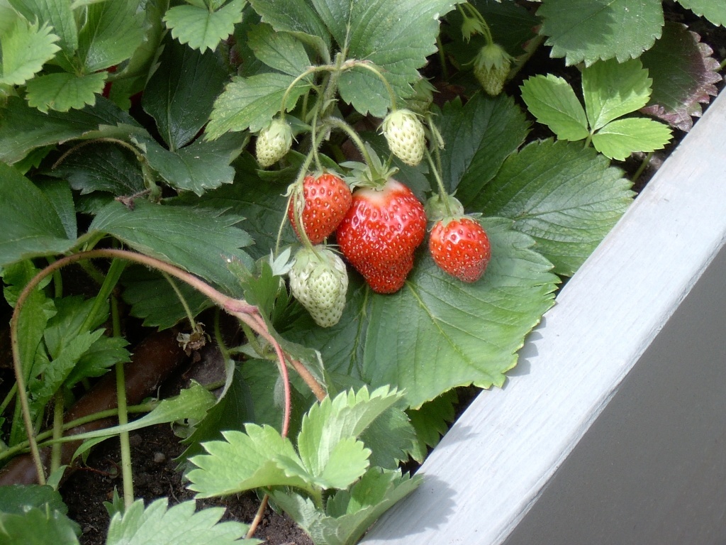 Strawberries